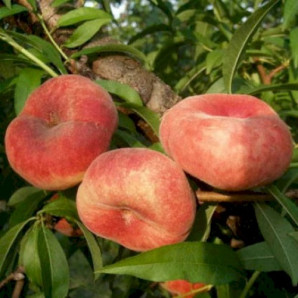 Персик инжирный сорт Пинк Ринг, подвой миндаль Персик инжирный сорт Пинк Ринг, подвой миндаль