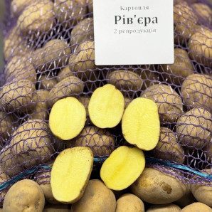 Семенной картофель Ривьера, 50-60 дней, 2 репродукция Семенной картофель Ривьера, 50-60 дней, 2 репродукция