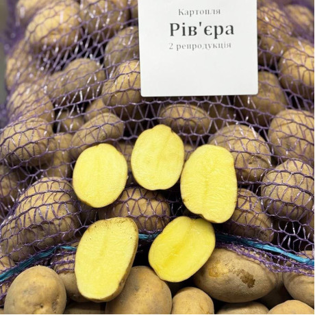 Семенной картофель Ривьера, 50-60 дней, 2 репродукция Семенной картофель Ривьера, 50-60 дней, 2 репродукция