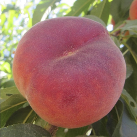 Персик инжирный сорт Плайне Джем, подвой миндаль Персик инжирный сорт Плайне Джем, подвой миндаль