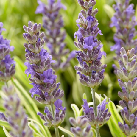 Лаванда Platinum Blonde 1 летняя, конт. P9