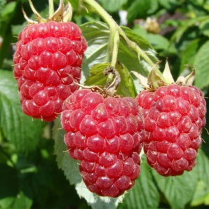 Малина сорт Поемат ІІ гатунок, 5 шт (напівупакована)