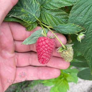 Саджанці малини сорт Поемат