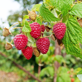 Саженцы малины сорт Полана 