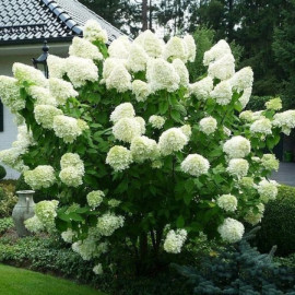 Гортензия Polar Bear, конт. P9