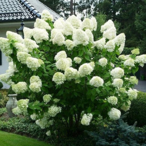 Гортензия Polar Bear, конт. P9 Гортензия Polar Bear, конт. P9
