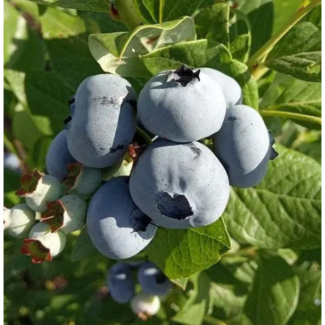 Саджанці лохини сорт Polaris 1 річні, конт. P9 Саджанці лохини сорт Polaris 1 річні, конт. P9