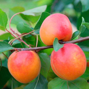 Гибрид сорт Полиплоид, подвой алыча Гибрид сорт Полиплоид, подвой алыча