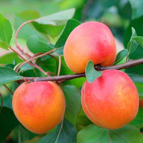 Гибрид сорт Полиплоид, подвой алыча