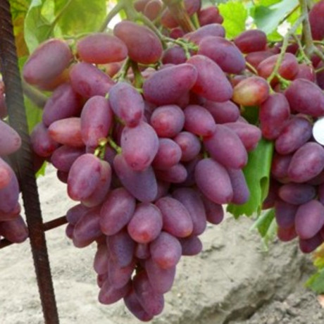 Виноград сорт Полонез 50, полуупакованный