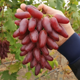 Виноград сорт Полтавский Маникюр, полуупакованный