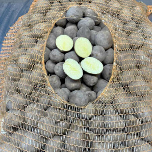 Семенной картофель Янки, 110-120 дней, 2 репродукция Семенной картофель Янки, 110-120 дней, 2 репродукция