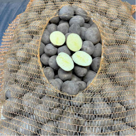 Семенной картофель Янки, 110-120 дней, 2 репродукция