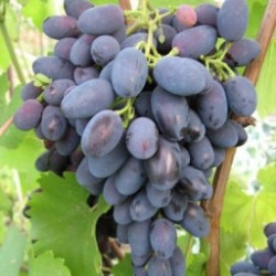 Поздние сорта винограда