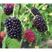 Саженцы ежевики сорт Прайм Арк Фридом 3 летние, конт. 7.5 л