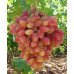 Виноград Преображение, полуупакованный