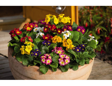 Советы по уходу за садовой примулой: простые, но полезные рекомендации