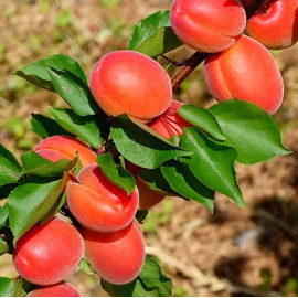 Абрикос ранний сорт Приция, подвой алыча