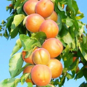 Абрикос колоновидный сорт Принц Март, подвой жердель Абрикос колоновидный сорт Принц Март, подвой жердель