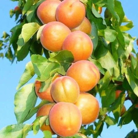 Абрикос колоновидный сорт Принц Март, подвой жердель Абрикос колоновидный сорт Принц Март, подвой жердель