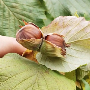 Фундук сорт Пиріжок