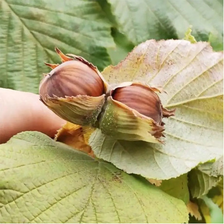 Фундук сорт Пиріжок