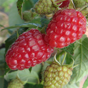 Саджанці малини сорт Радзієва Саджанці малини сорт Радзієва