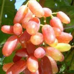 Ранние сорта винограда Ранние сорта винограда