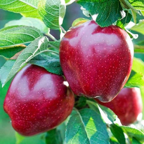 Яблуня літня сорт Ред Чіф, підщепа 54-118