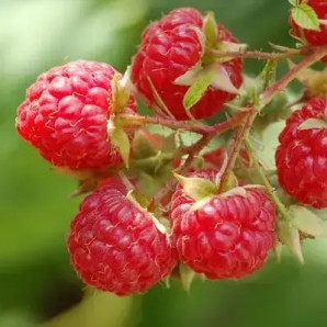 Саженцы ежевики сорт Ред Даймонд 1 летние, конт. P9 Саженцы ежевики сорт Ред Даймонд 1 летние, конт. P9