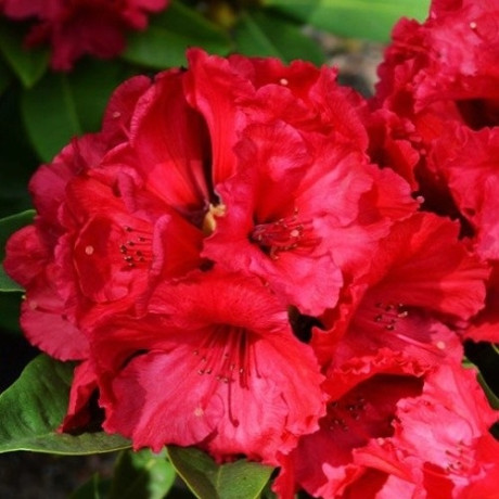 Рододендрон Red Jack 1 летний, in vitro (полуупакованный) Рододендрон Red Jack 1 летний, in vitro (полуупакованный)