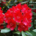 Рододендрон Red Jack 1 летний, in vitro (полуупакованный)