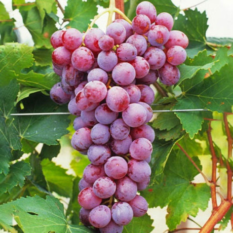 Виноград сорт Ред Глоуб, полуупакованный