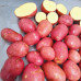 Семенной картофель Ред Соня, 50-65 дней, 2 репродукция