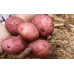 Семенной картофель Ред Соня, 50-65 дней, 2 репродукция