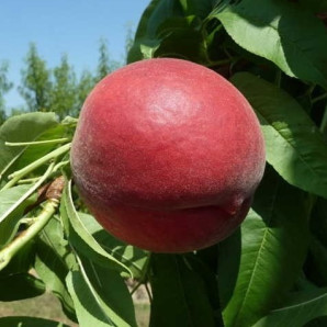 Персик сорт Ред Топ, подвой миндаль Персик сорт Ред Топ, подвой миндаль