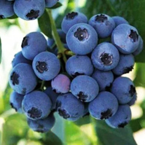 Саджанці лохини сорт Река 4 річні, конт. 5 л Саджанці лохини сорт Река 4 річні, конт. 5 л