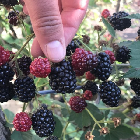 Саженцы ежевики сорт Relevant PBR 3 летние, конт. 10 л