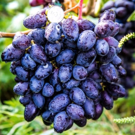 Виноград сорт Рембо, напівупакований Виноград сорт Рембо, напівупакований