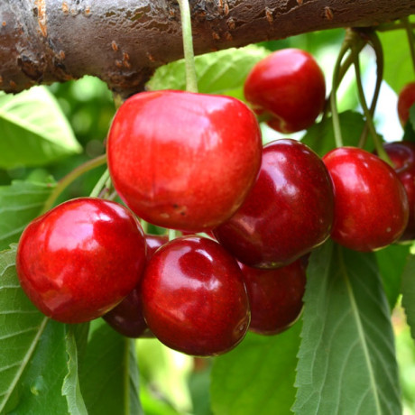 Саджанці черешні ранньої сорт Ріта, підщепа магалєпка