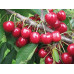 Саджанці черешні ранньої сорт Ріта, підщепа магалєпка