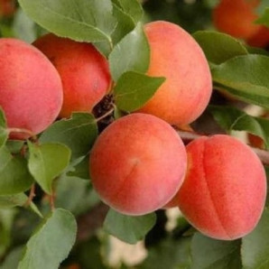 Абрикос ранней сорт Робада, подвой алыча Абрикос ранней сорт Робада, подвой алыча