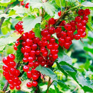 Смородина Роднеус 2 летняя, полуупакованная