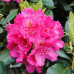 Рододендрон American Beauty 2 летний, конт. 1 л