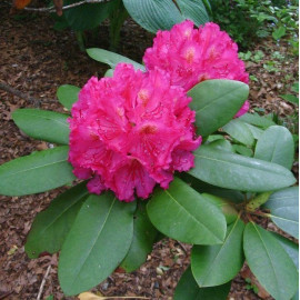 Рододендрон American Beauty 1 летний, конт. P9