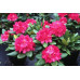 Рододендрон American Beauty 2 летний, конт. 1 л