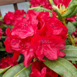 Рододендрон Busuki 1 летний, конт. P9