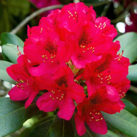 Рододендрон Dotella 2 летний, конт. 1 л Рододендрон Dotella 2 летний, конт. 1 л