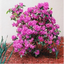 Саженцы рододендронов Саженцы рододендронов