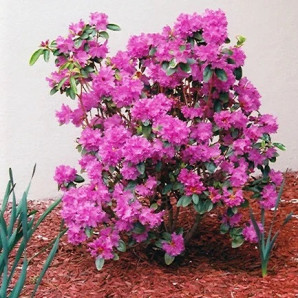 Рододендрон Pjm Elit, контейнер P9 Рододендрон Pjm Elit, контейнер P9